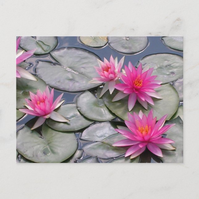 Postal De Anuncios Lirios de Agua Rosados (Anverso)