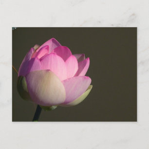 Postal De Anuncios Loto Rosa