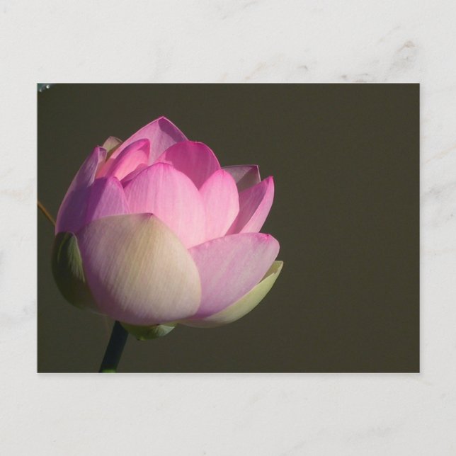 Postal De Anuncios Lotus rosa (Anverso)