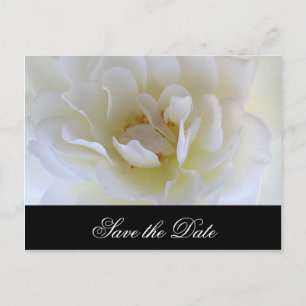 Postal De Anuncios Macro de rosa blanca