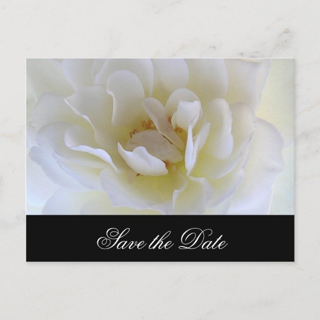 Postal De Anuncios Macro de rosa blanca (Anverso)