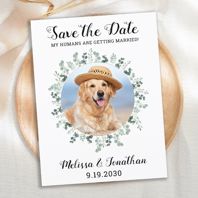 Postal De Anuncios Mis Humanos Se Van a Casar Eucalipto Perro Mascota (Subido por el creador)
