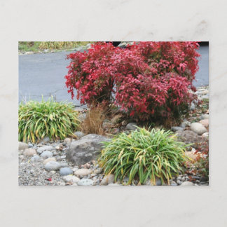 Postal De Anuncios Nandina y Agapanthus