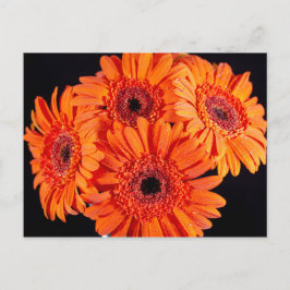 Postal De Anuncios Naranja Gerber Daisies