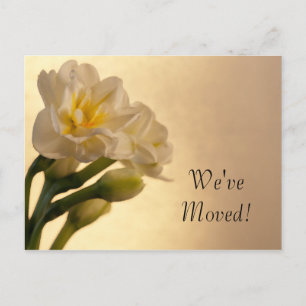 Postal De Anuncios Narcisos Dobles Blancos Cambio de Dirección