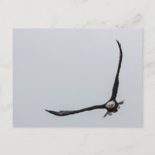 Postal De Anuncios Naturaleza hermosa de Eagle calvo del vuelo