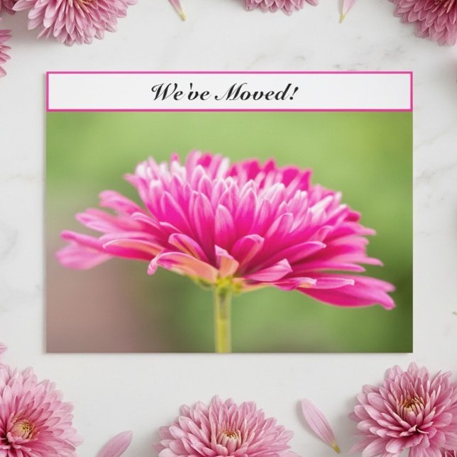 Postal De Anuncios Nos hemos mudado Floral Crisantemo Rosa Nueva Dire (Subido por el creador)