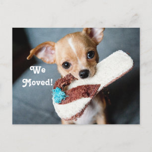 Postal De Anuncios Nos Mudamos Chihuahua