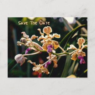 Postal De Anuncios Orquídea Salvaje Guardar La Postcarta De Fecha