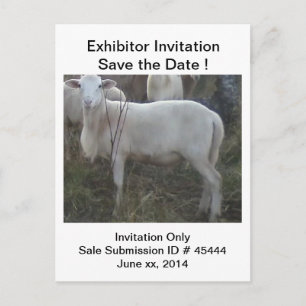 Postal De Anuncios Ovejas del pelo de Katahin