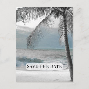 Postal De Anuncios Palma Blanca de Coco Árbol Elegante Chic Salva la 