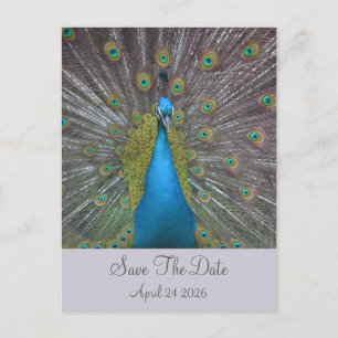 Postal De Anuncios Peacock Save The Date