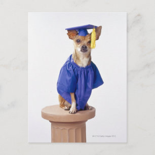 Postal De Anuncios Perro chihuahua con uniforme de graduación, estudi