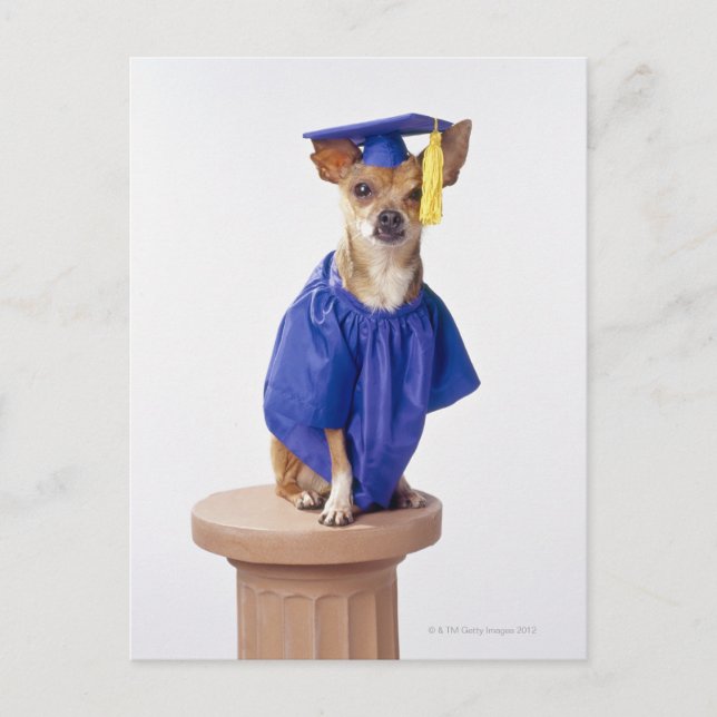 Postal De Anuncios Perro chihuahua con uniforme de graduación, estudi (Anverso)