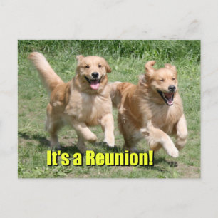 Postal De Anuncios Perro Retriever Dorado Es una Reunión