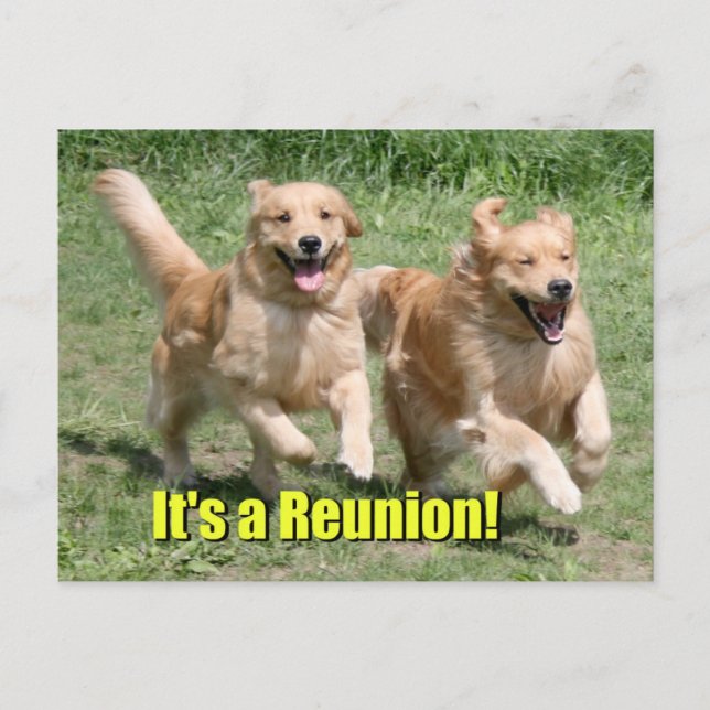 Postal De Anuncios Perro Retriever Dorado Es una Reunión (Anverso)