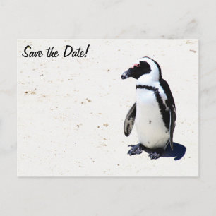 Postal De Anuncios Pingüino africano en la playa de los cantos