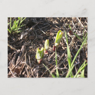 Postal De Anuncios Plantas de algodón de seda completamente nuevas