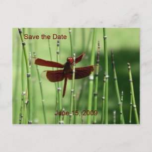 Postal De Anuncios Postcarta de Dragonfly rojo