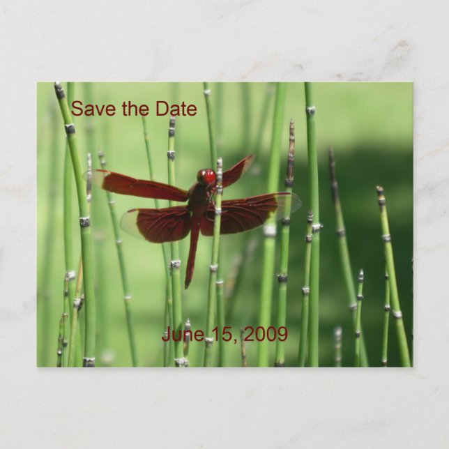 Postal De Anuncios Postcarta de Dragonfly rojo (Anverso)