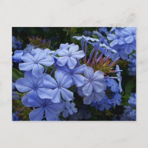 Postal De Anuncios Ramo de Plumbago
