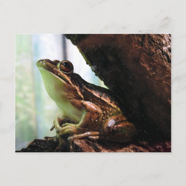 Postal De Anuncios Rana de la campana verde y de oro (Anverso)