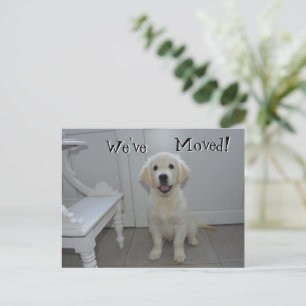 Postal De Anuncios Recuperar cachorro Hemos movido nueva dirección