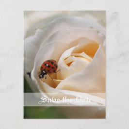 Postal De Anuncios Reserva la fecha. Hermosa rosa blanca