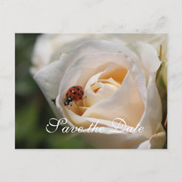 Postal De Anuncios Reserva la fecha. Hermosa rosa blanca