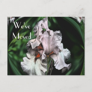 Postal De Anuncios Resumen de la flor de Iris Nueva dirección