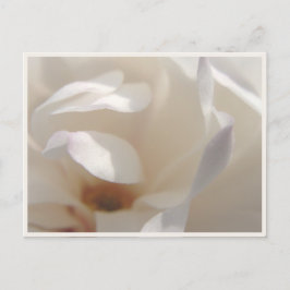 Postal De Anuncios Romántica Magnolia Marfil Salva la Fecha