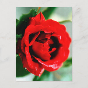 Postal De Anuncios Rosa roja con gotas de rocío