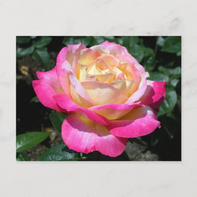 Postal De Anuncios Rosa Rosa (Anverso)