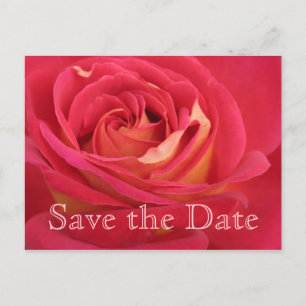 Postal De Anuncios Rosa Salva la celebración de cumpleaños número 65