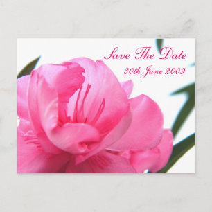Postal De Anuncios Rosa Sonrojado - Salva la Fecha