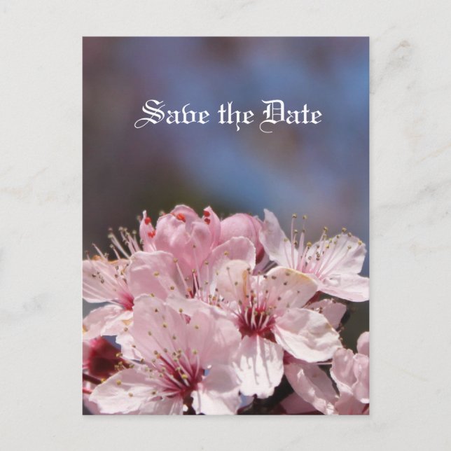 Postal De Anuncios salva la fecha, flor de cerezo (Anverso)