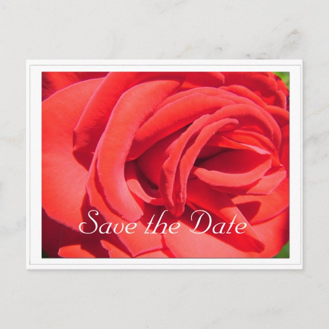 Postal De Anuncios salva la fecha, flor rosa roja (Anverso)