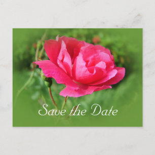 Postal De Anuncios salva la fecha, flores rosadas salvajes.