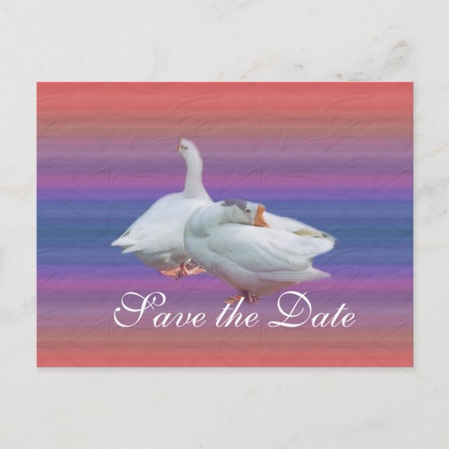 Postal De Anuncios salvar la fecha, dos gansos blancos en fondo elega (Anverso)