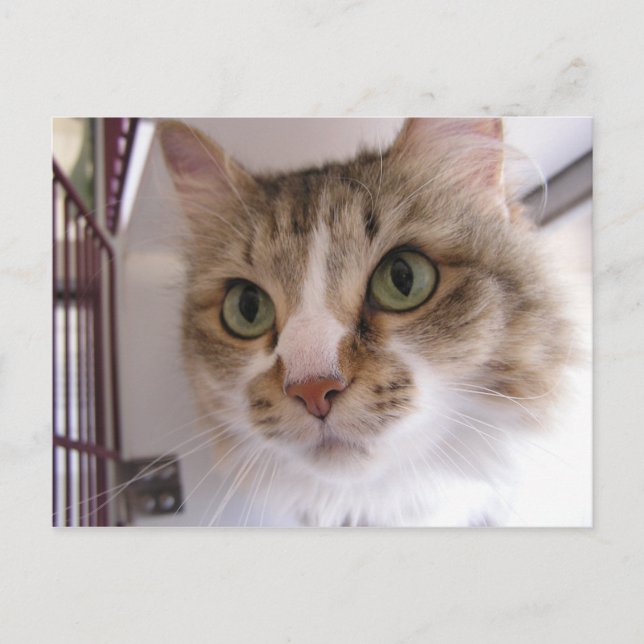 Postal De Anuncios Sandy (Anverso)
