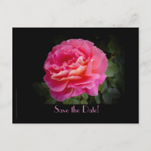 Postal De Anuncios Save the Date 25th Boda Aniversario Fiesta Rosa