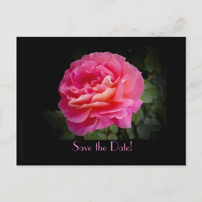 Postal De Anuncios Save the Date 25th Boda Aniversario Fiesta Rosa (Anverso)
