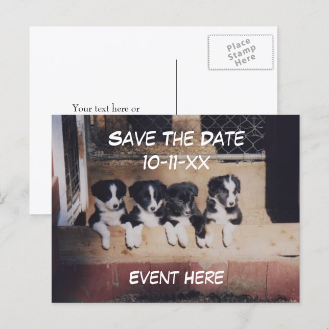 Postal De Anuncios Save The Date Border Collie Puppies Dog  (Anverso / Reverso)