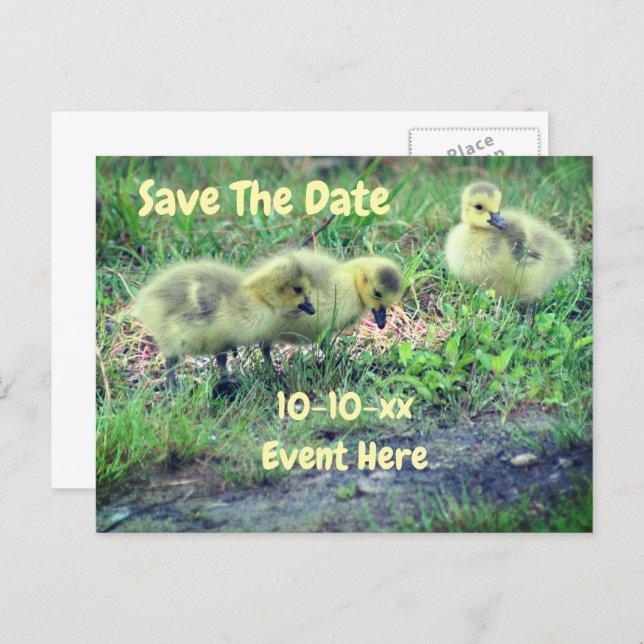Postal De Anuncios Save The Date Canada Geese Babies Nature  (Anverso / Reverso)