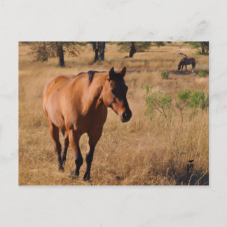 Postal De Anuncios seguir adelante