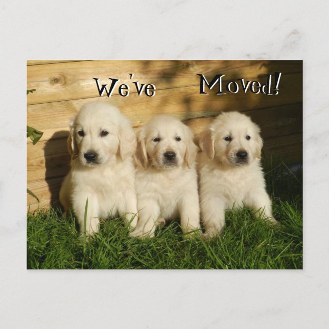 Postal De Anuncios Tres cachorros de Golden Retriever. Nos hemos muda (Anverso)
