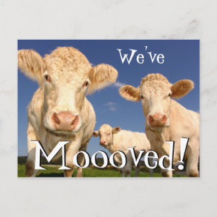 Postal De Anuncios Vacas Divertida Nueva Dirección Nos Mudamos