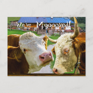 Postal De Anuncios Vacas también divertidas Nos hemos mudado Nueva di
