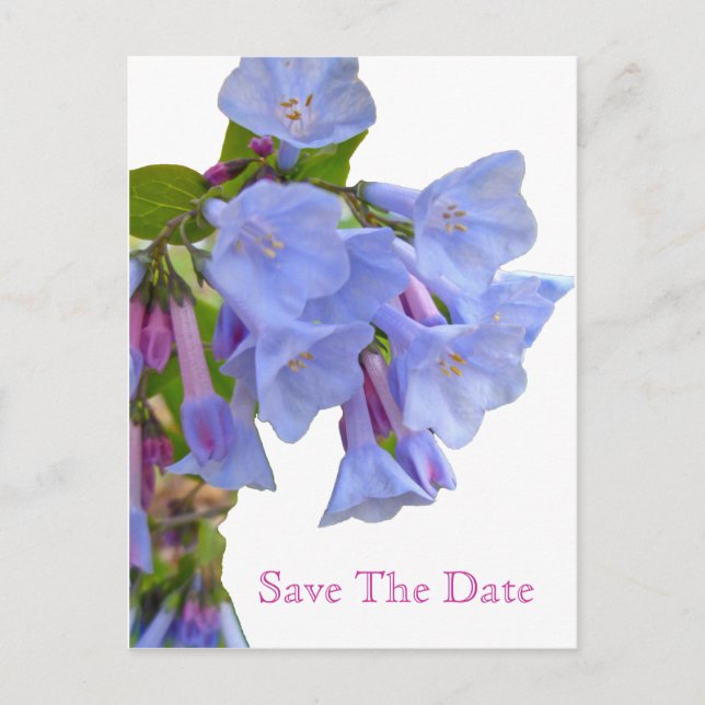 Postal De Anuncios Virginia Bluebells Guarde la Fecha (Anverso)