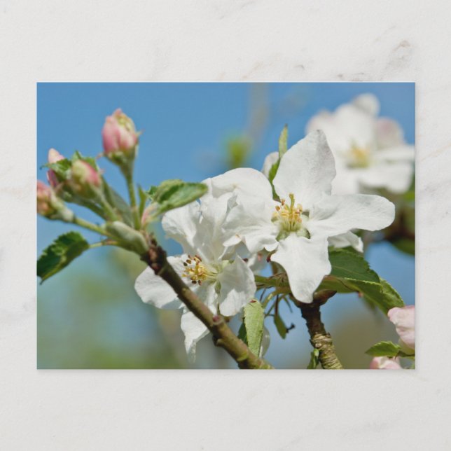 Postal de Apple Blossom (Anverso)